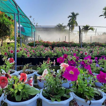 Flower & Frog Homestay Sa Dec 외부 사진